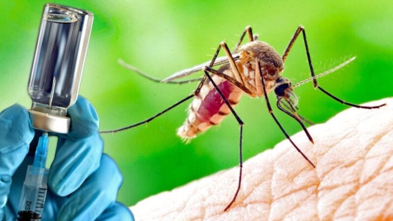 Nightmare in the US: GMO Mosquitoes’ Release likely aiming to Vaccinate without Consent