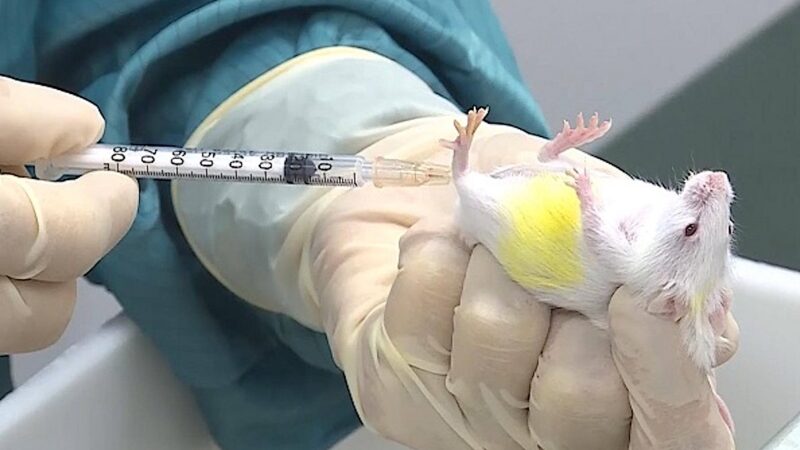 Criminal FDA and CDC Ignore Law and Approve New COVID Vaccine Boosters with ZERO Testing on Humans: On Mice Only