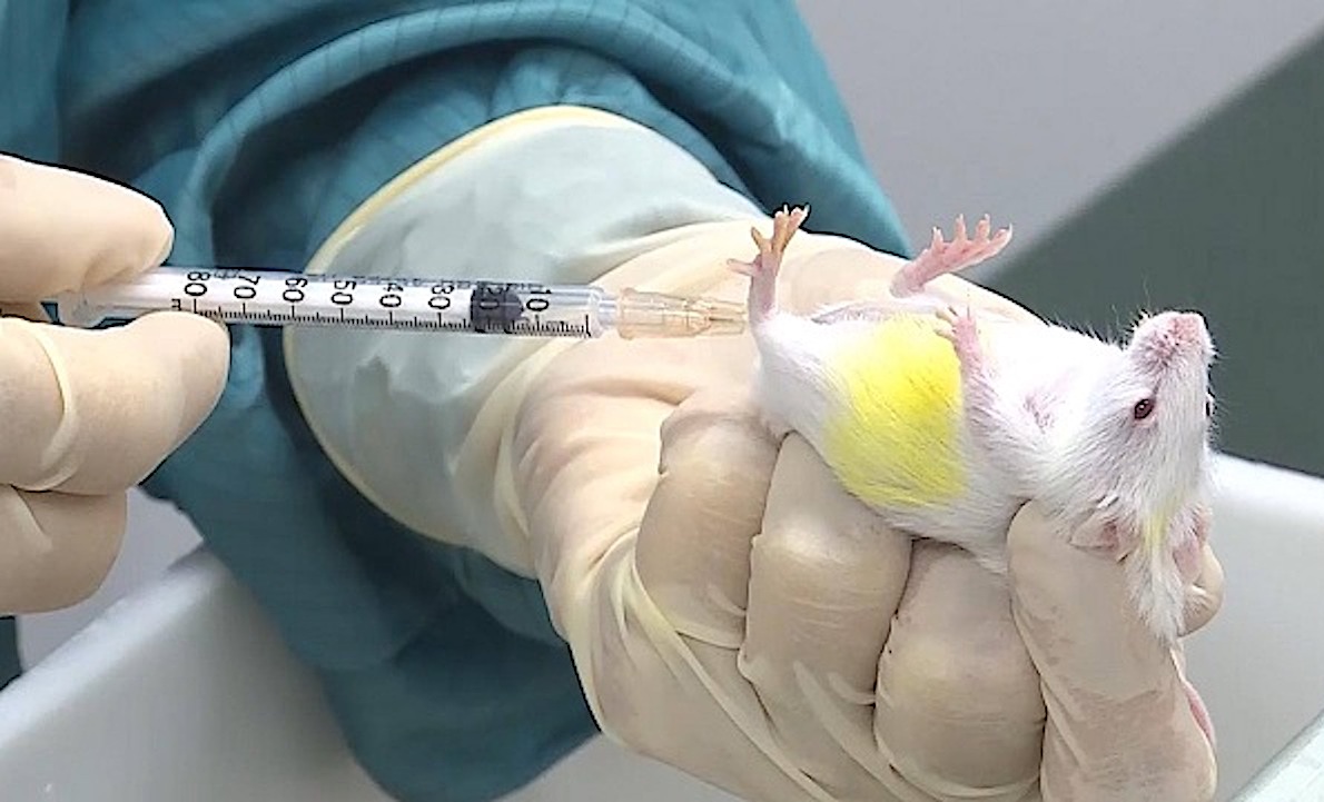 Criminal FDA and CDC Ignore Law and Approve New COVID Vaccine Boosters with ZERO Testing on Humans: On Mice Only