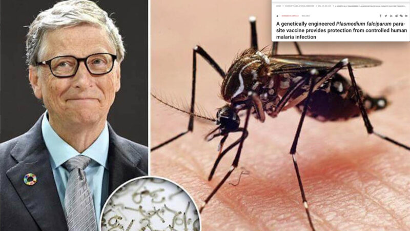 Gates’ GMO Mosquitoes as “Flying Syringes” to Vaccinate All! Test in Seattle with Human Guinea-Pigs after Italian Study