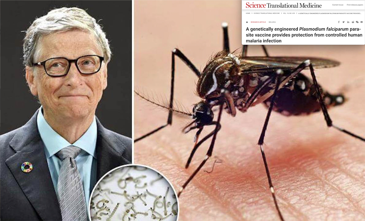 Gates’ GMO Mosquitoes as “Flying Syringes” to Vaccinate All! Test in Seattle with Human Guinea-Pigs after Italian Study