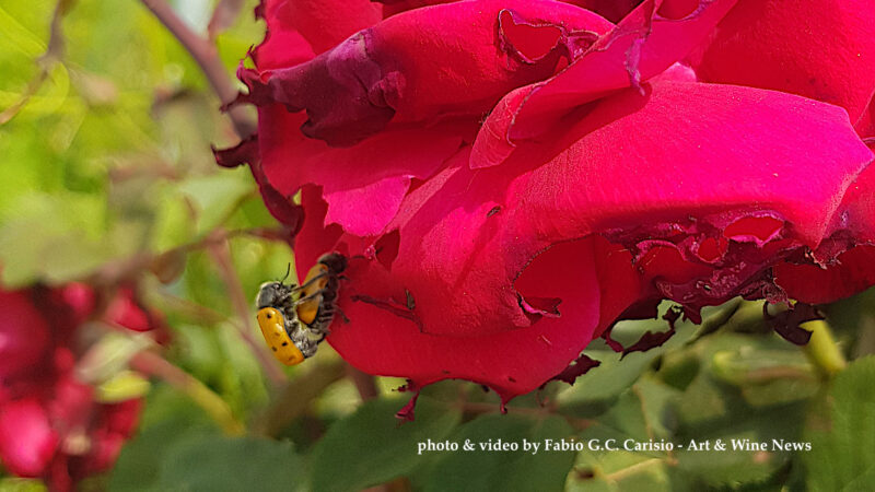 COCCINELLE IN AMORE SU ROSA ROSSA… Incanto a Barolo durante l’Angelus a Santa Maria Ausiliatrice