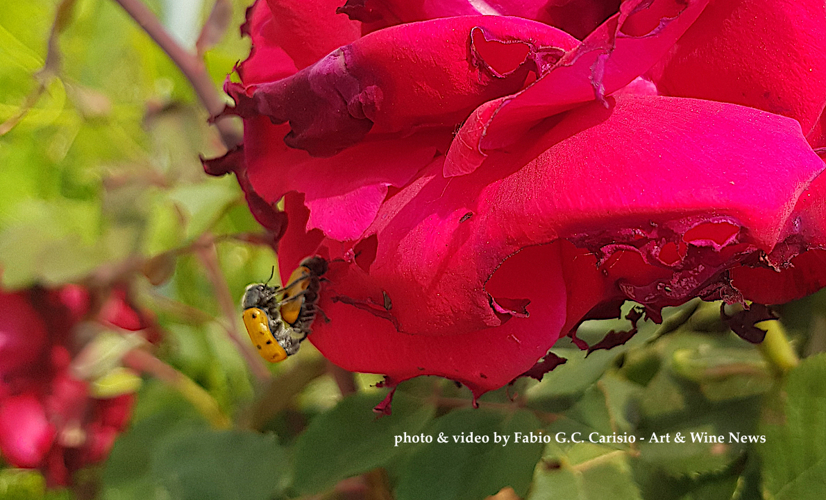 COCCINELLE IN AMORE SU ROSA ROSSA… Incanto a Barolo durante l’Angelus a Santa Maria Ausiliatrice