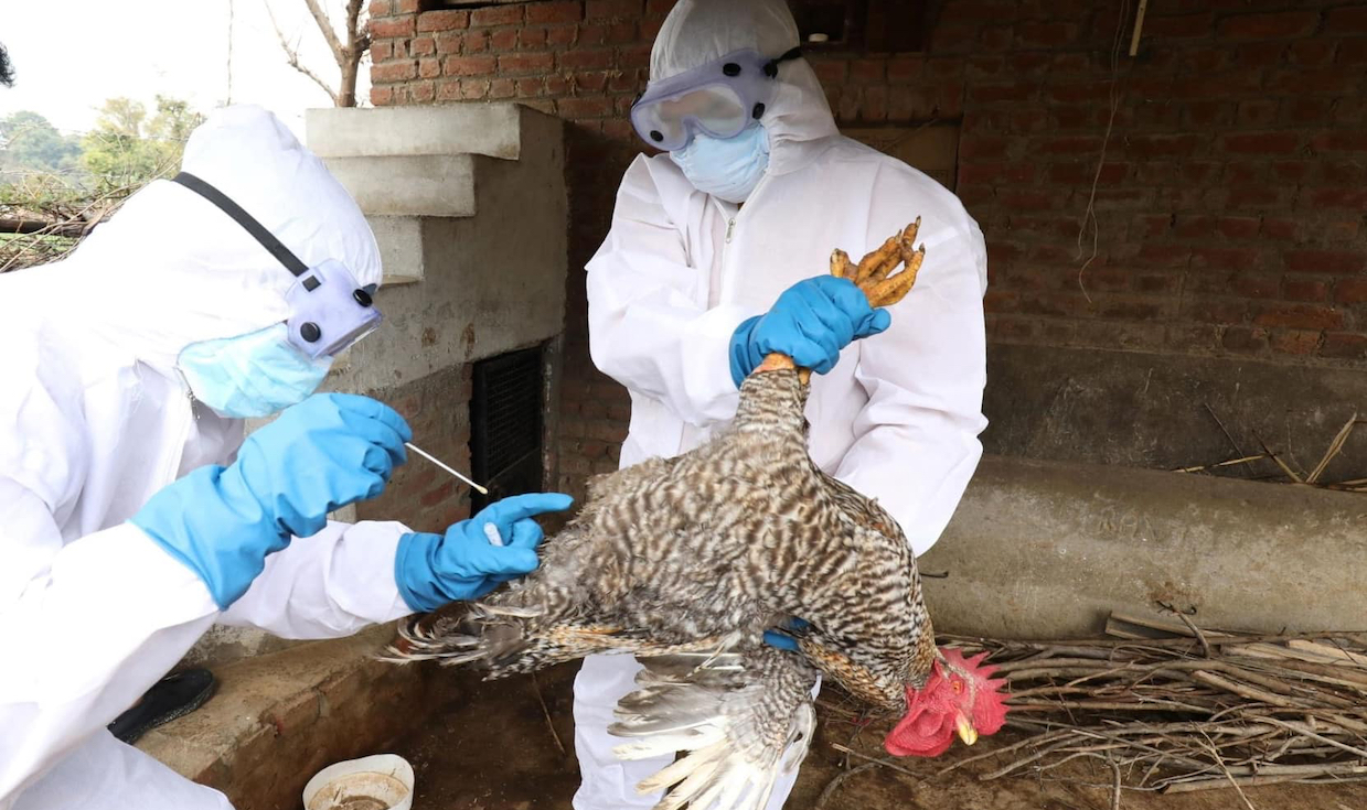 INFLUENZA AVIARIA DA LABORATORIO – 2. EMERGENZA IN BRASILE. Incubo di Pandemia Umana come temuto da Gospa News e Treccani