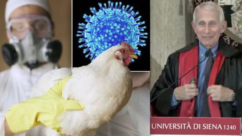 INFLUENZA AVIARIA DA LABORATORIO – 5. Torna il Mantra dei Virologi su “Vigile Attesa e Vaccini”. Per il Virus H5N1 costruito da Fauci in Italia